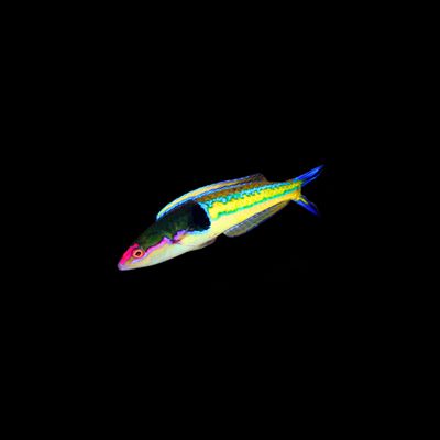 Royal Pencil Wrasse (Pseudojuloides Severnsi)