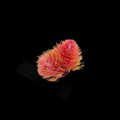 Red Coco Worm (Protula Bispiralis)