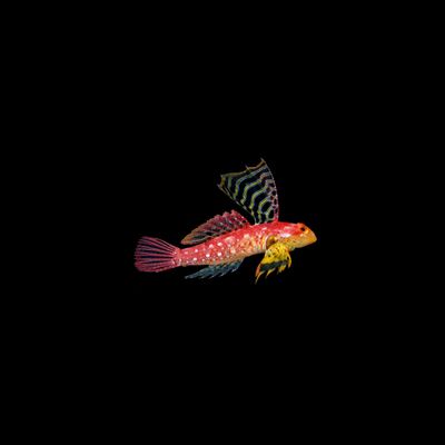 Ruby Red Dragonet (Synchiropus sycorax)