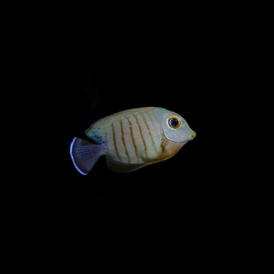 Mimic Eibli Tang (Acanthurus Tristis)