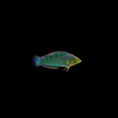 Melanurus Wrasse (Halichoeres Melanurus)