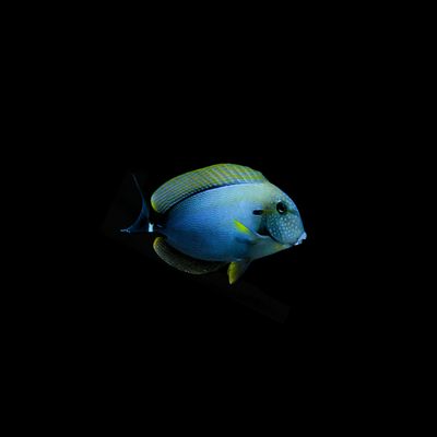 Freckle Face Tang (Acanthurus Maculiceps)