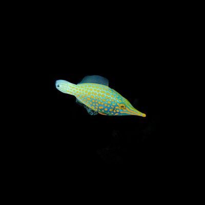 Harlequin Filefish (Oxymonacanthus longirostris)