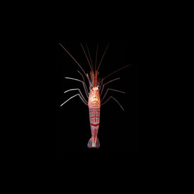 Kuekenthali's Peppermint Shrimp (Lysmata Kuekenthali)