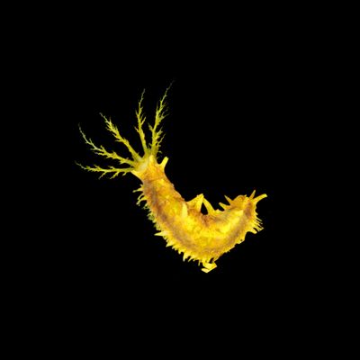 Yellow Sea Cucumber (Colochirus robustus)