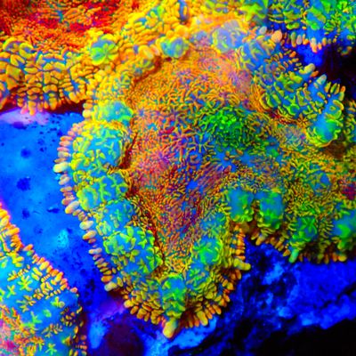 All Softies In-stock