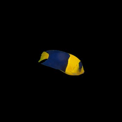 Bicolor Angelfish (Centropyge Bicolor)