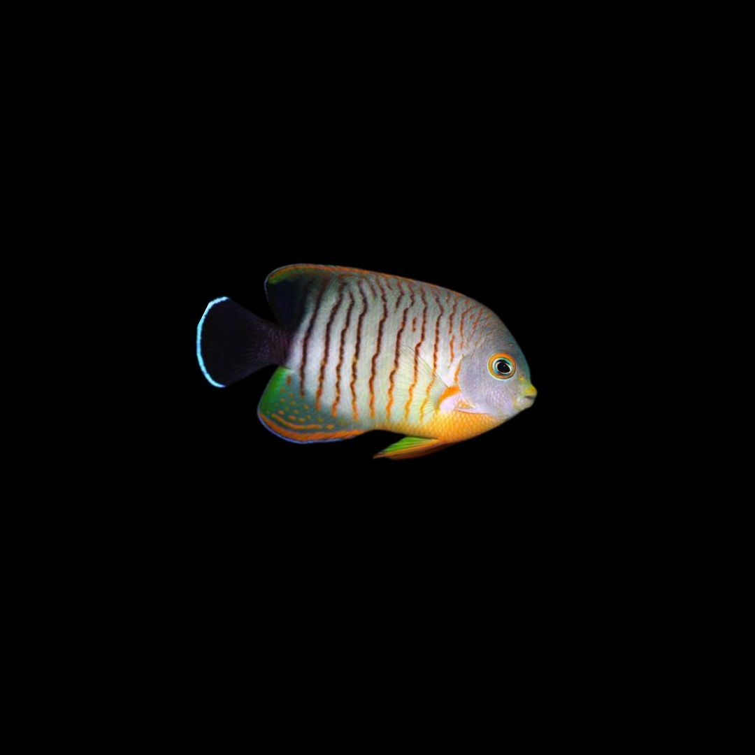 Eibli Angelfish (Centropyge Eibli)