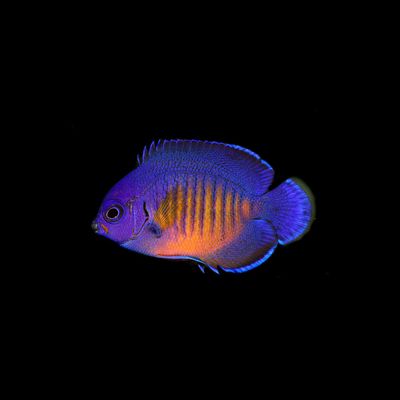 Coral Beauty Angelfish (Centropyge Bispinosa)
