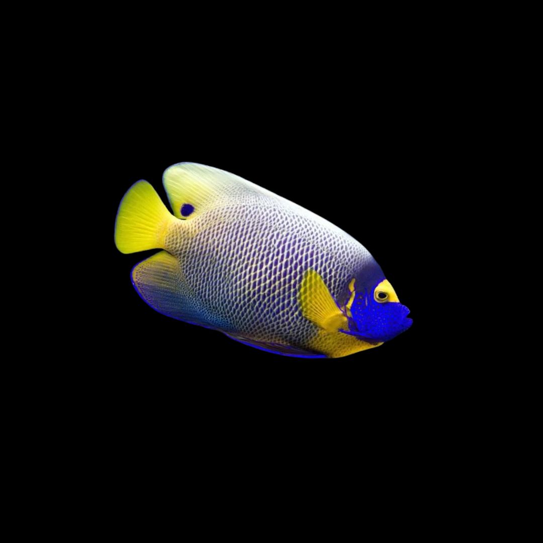 Blueface Angelfish (Pomacanthus Xanthometopan)