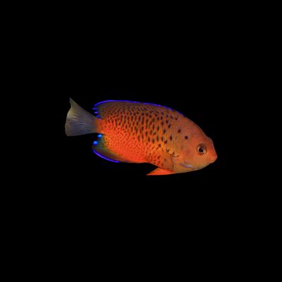 Rusty Angelfish (Centropyge Ferrugata)