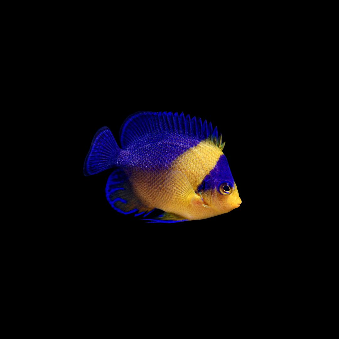 Venustus Angelfish - EXPERT ONLY (Paracentropyge Venusta)