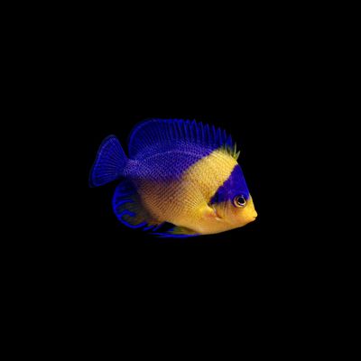 Venustus Angelfish - EXPERT ONLY (Paracentropyge Venusta)