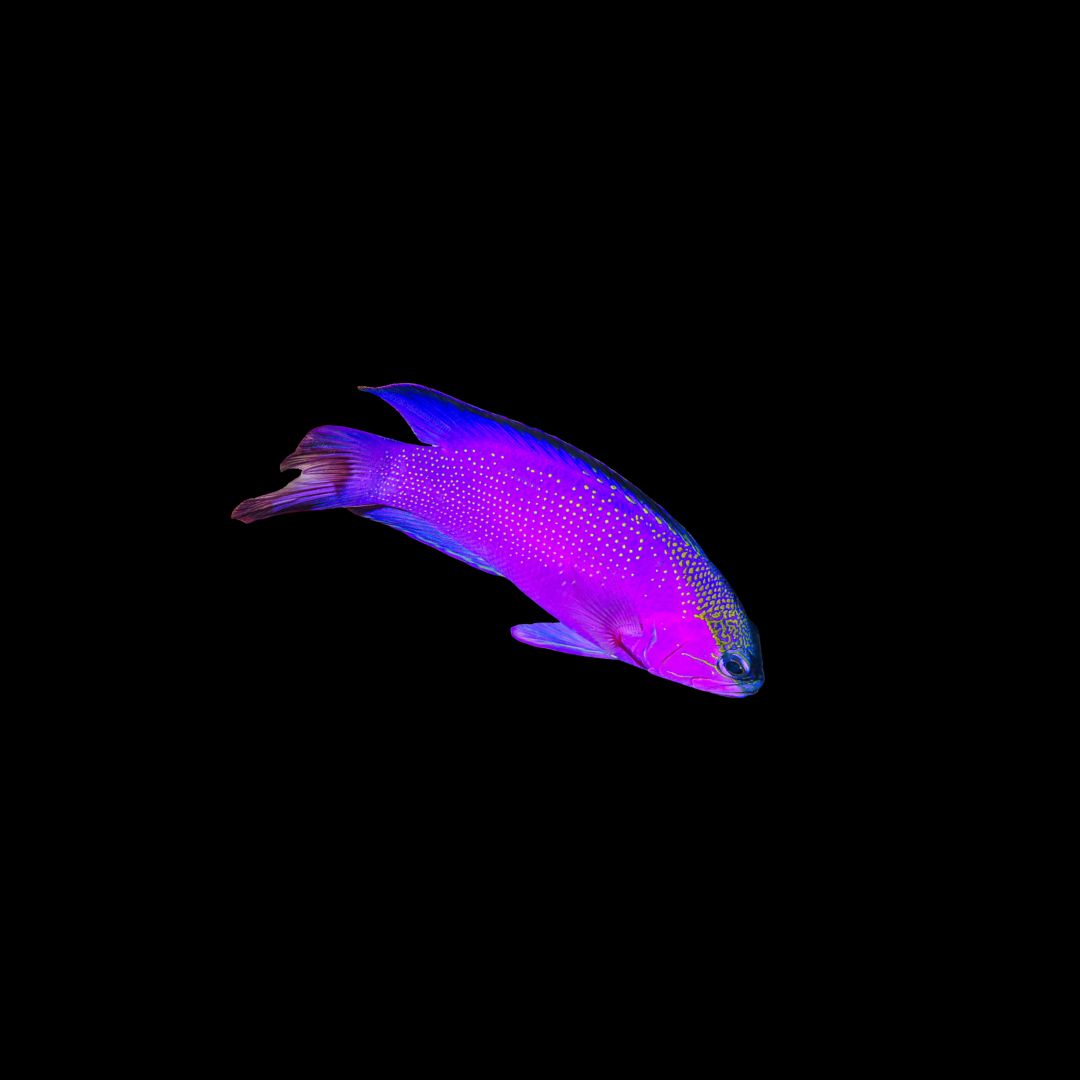 Black Cap Basslet (Gramma melacara)