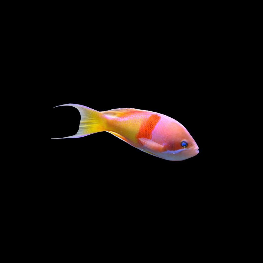 Red Belted Anthias (Pseudanthias rubrizonatus)