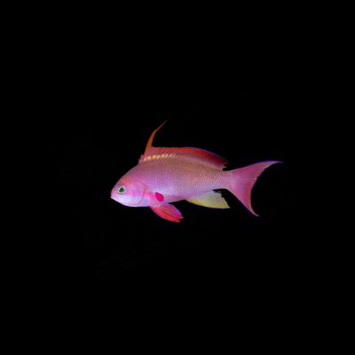 Lyretail Anthias (Pseudanthias squamipinnis)