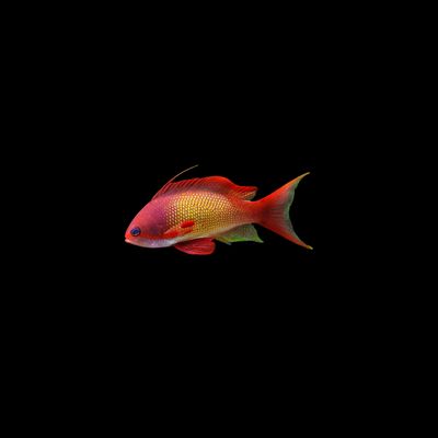 Lyretail Anthias (Pseudanthias squamipinnis)