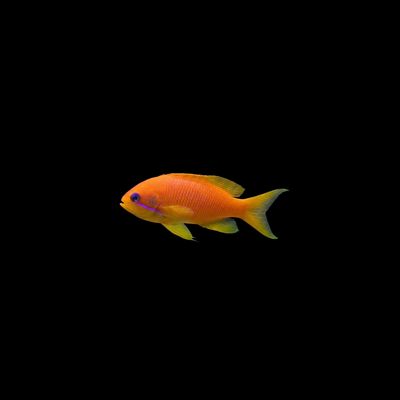 Lyretail Anthias (Pseudanthias squamipinnis)