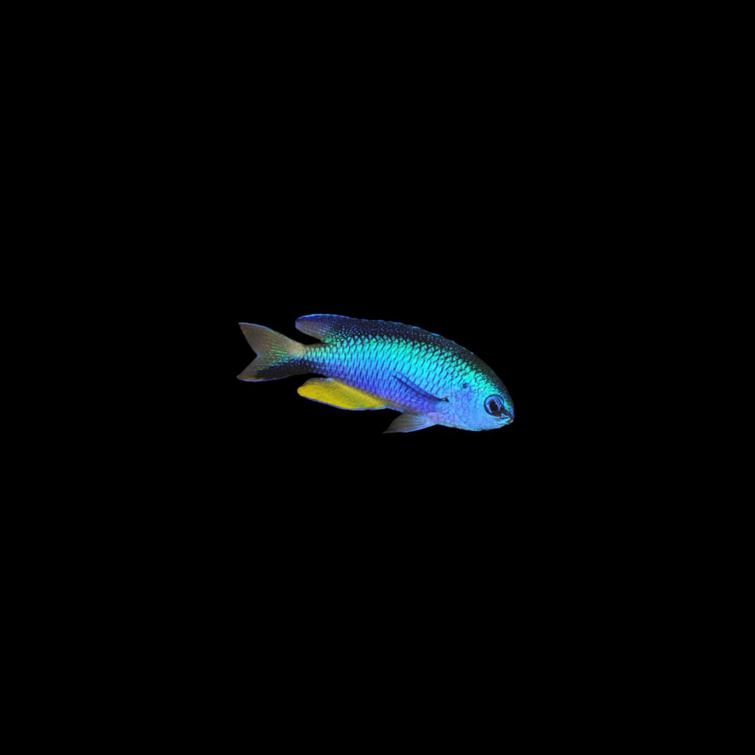 Allen's Damselfish (Pomacentrus alleni)