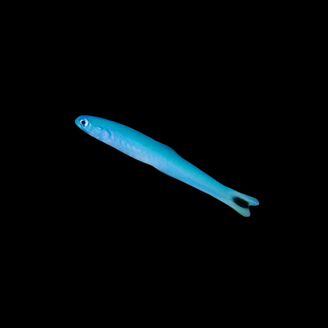Blue Gudgeon Dartfish (Ptereleotris heteroptera)