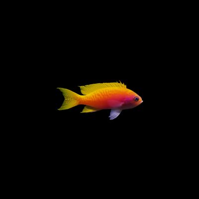 Bimaculatus Anthias (Pseudanthias bimaculatus)