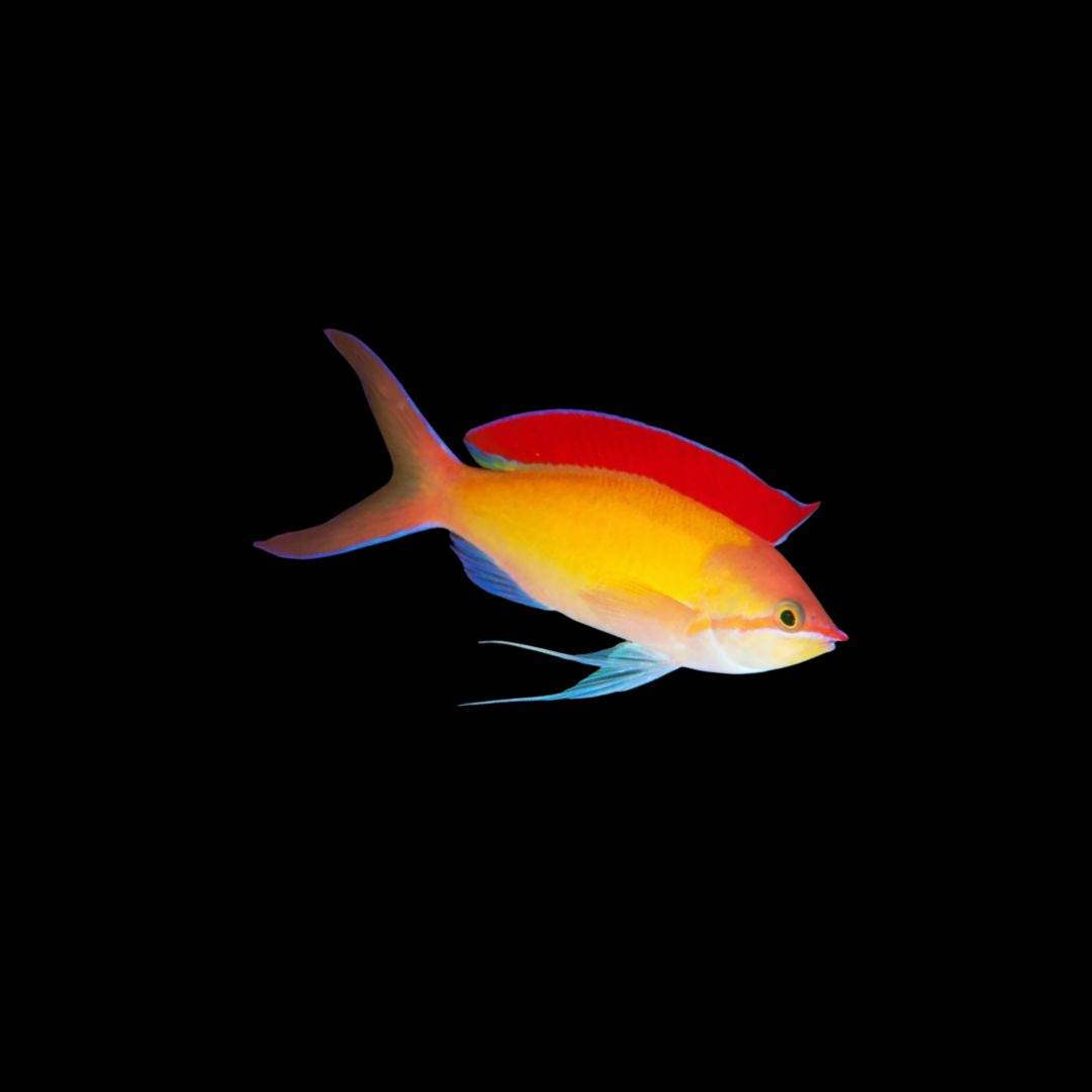 Ignitus Anthias (Pseudanthias ignitus)