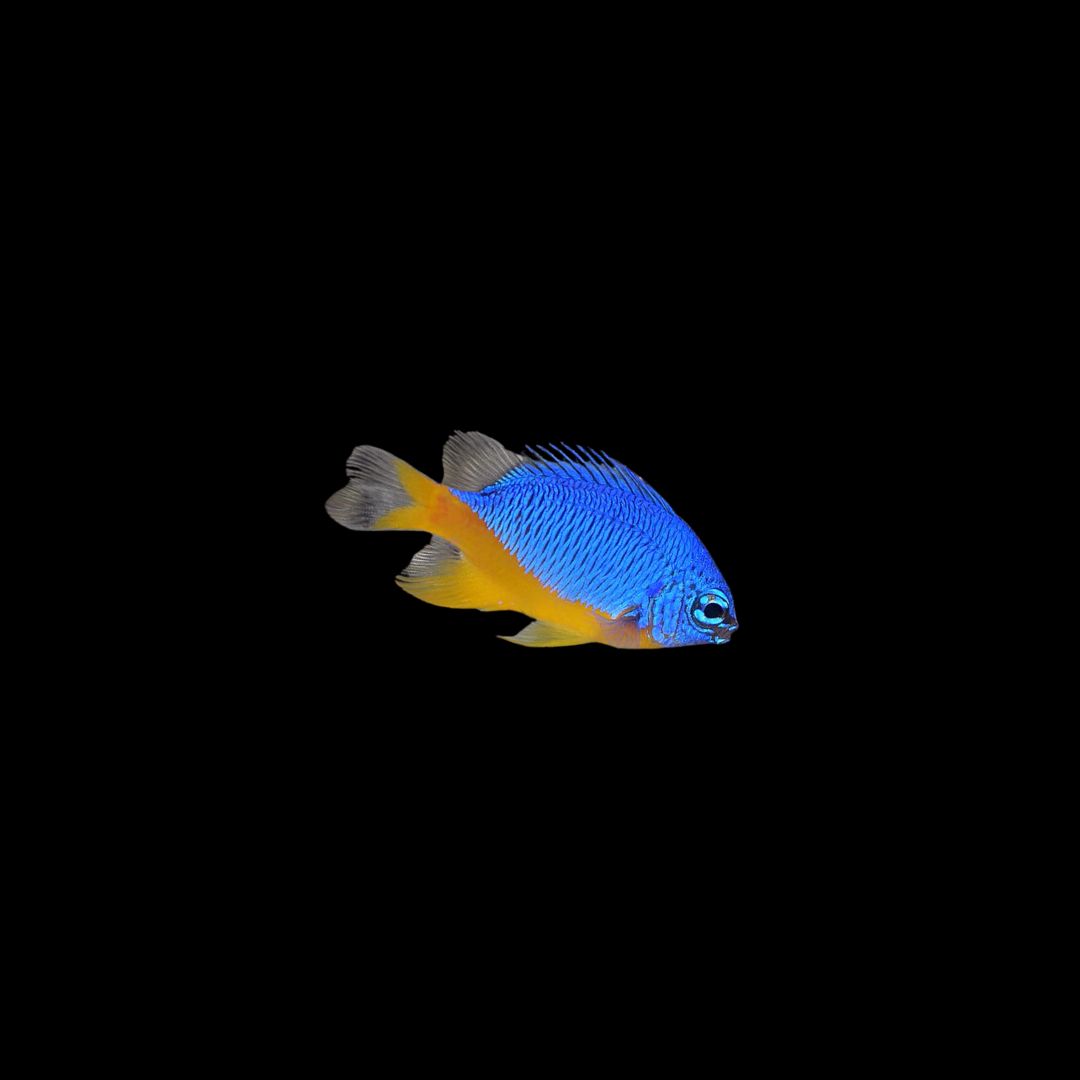 Azure Damselfish (Chrysiptera hemicyanea)