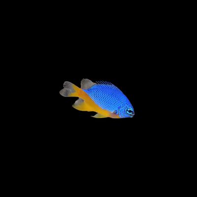 Azure Damselfish (Chrysiptera hemicyanea)