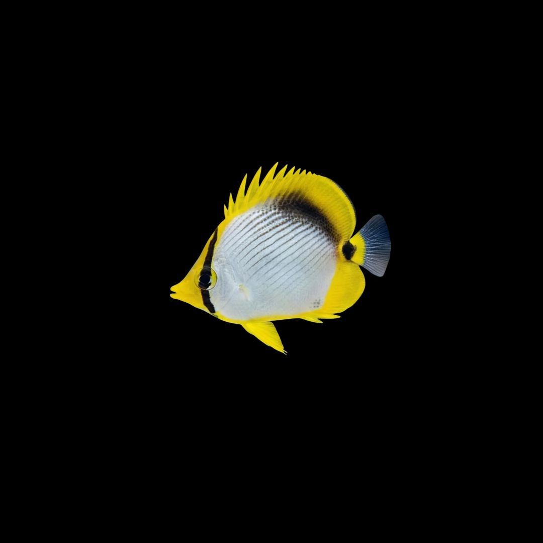 Black Back Butterflyfish (Chaetodon melannotus)