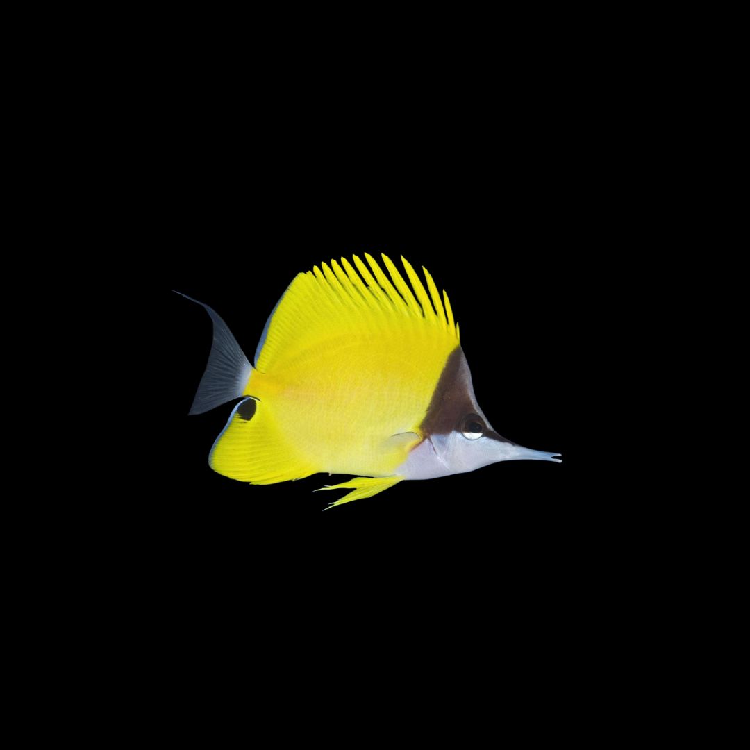 Yellow Longnose Butterflyfish (Forcipiger flavissimus)