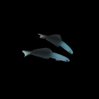 Scissortail Dartfish (Ptereleotris evides)