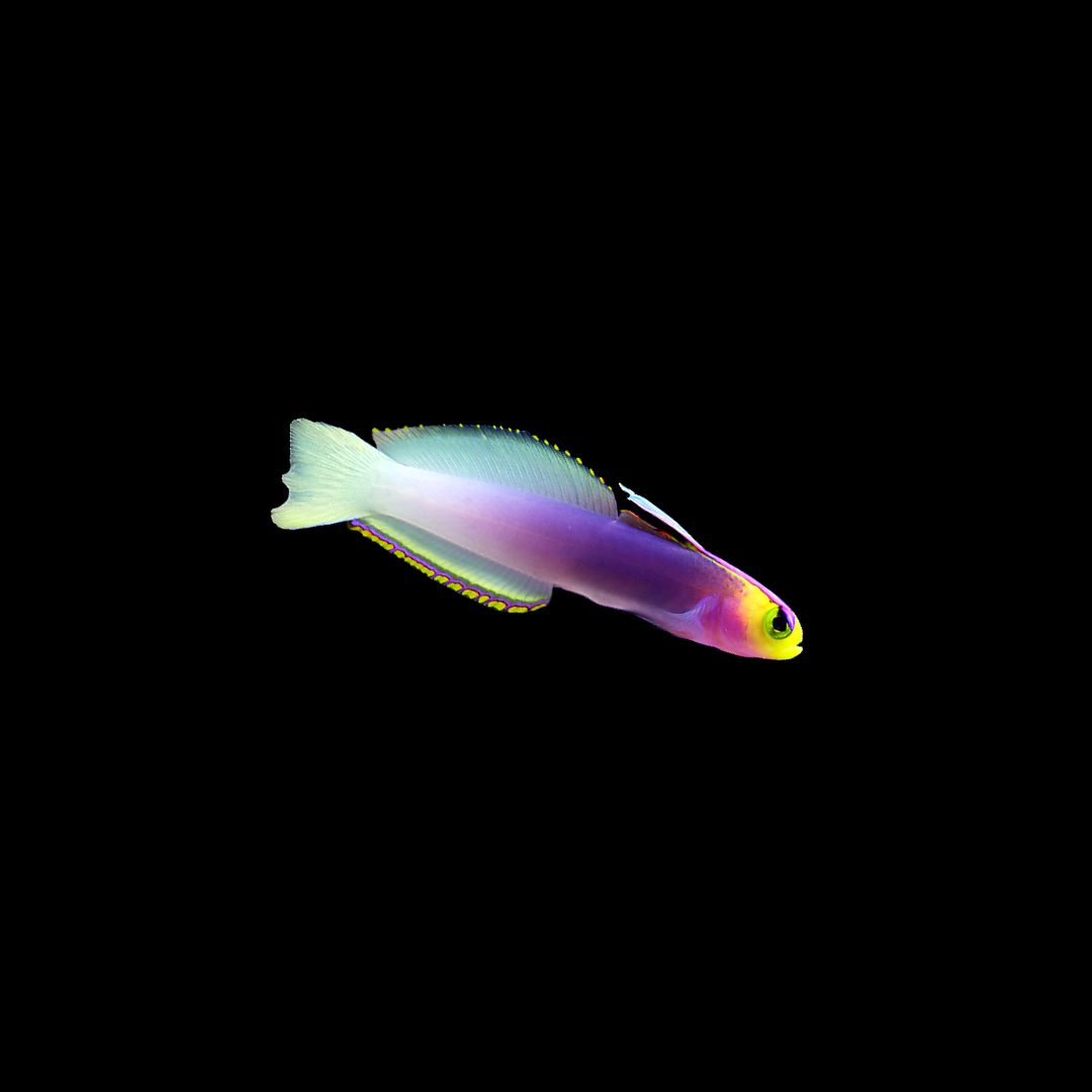 Helfrichi Firefish (Nemateleotris helfrichi)