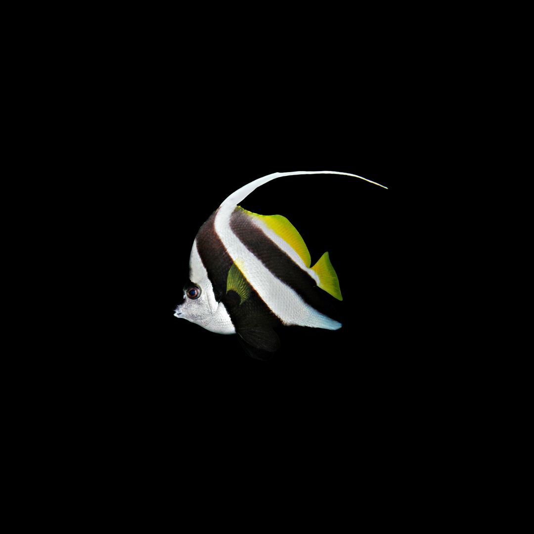 Longfin Bannerfish (Heniochus acuminatus)