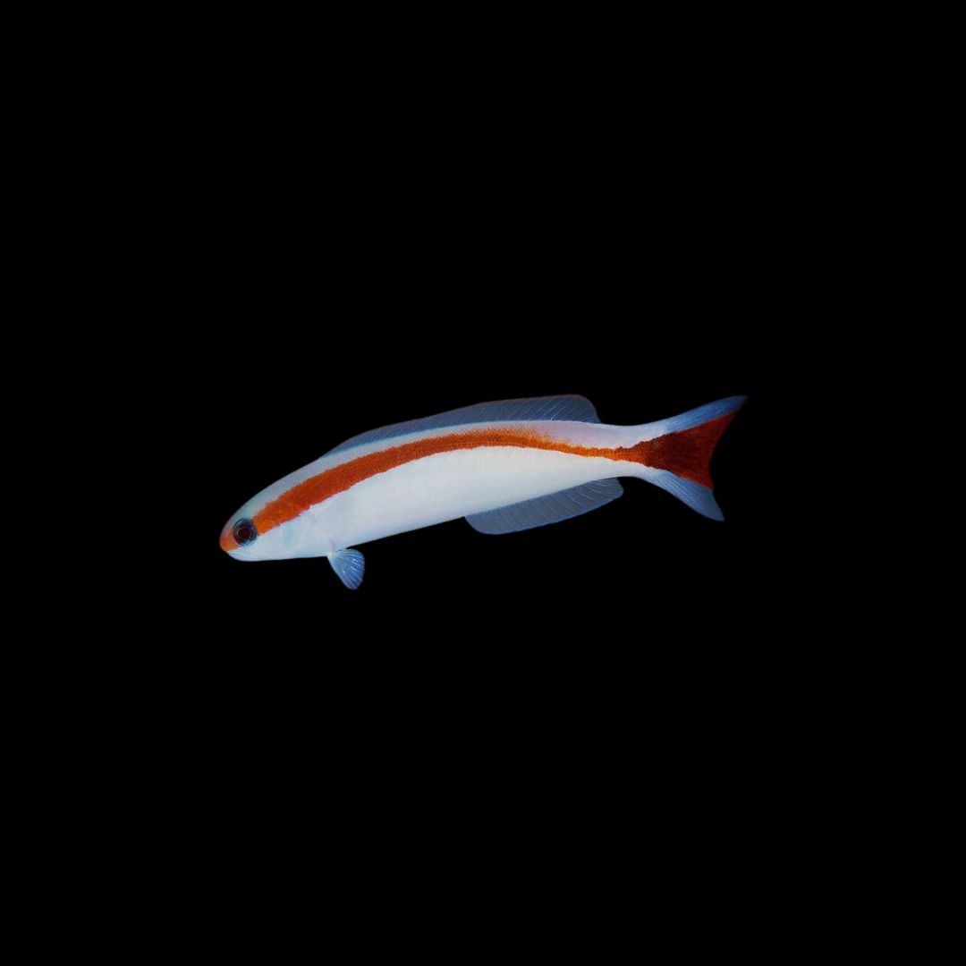 Skunk Tilefish (Hoplolatius marcosi)