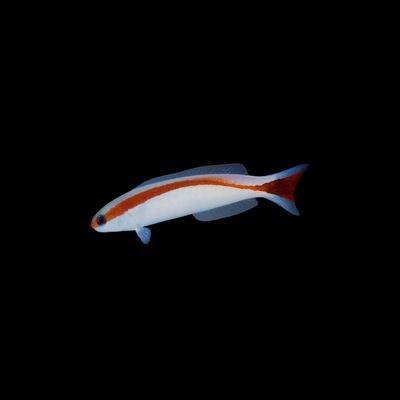 Skunk Tilefish (Hoplolatius marcosi)