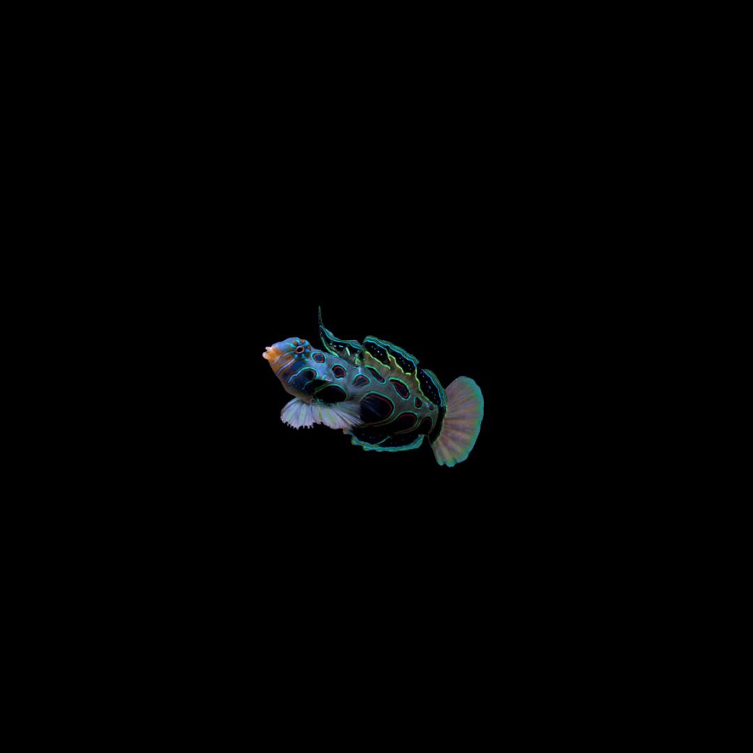 Spotted Mandarin (Synchiropus picturatus)