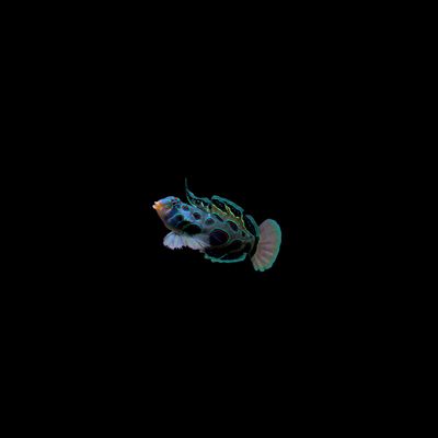 Spotted Mandarin (Synchiropus picturatus)