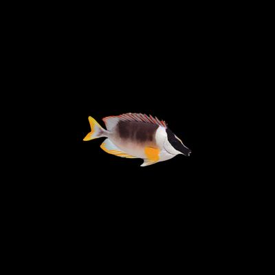 Magnificent Foxface (Siganus magnificus)