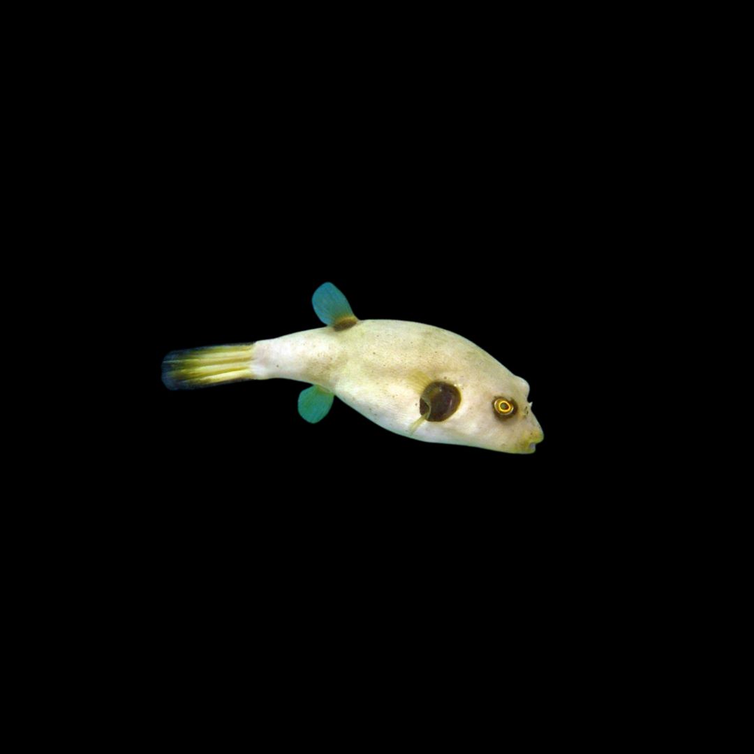 Immaculatus Puffer (Arothron immaculatus)