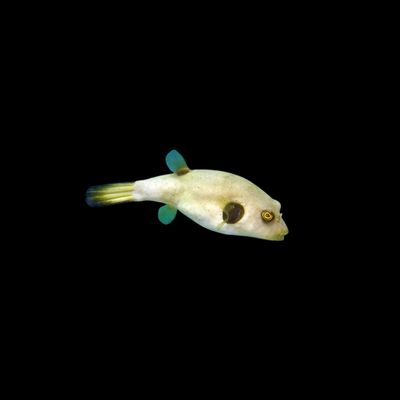 Immaculatus Puffer (Arothron immaculatus)