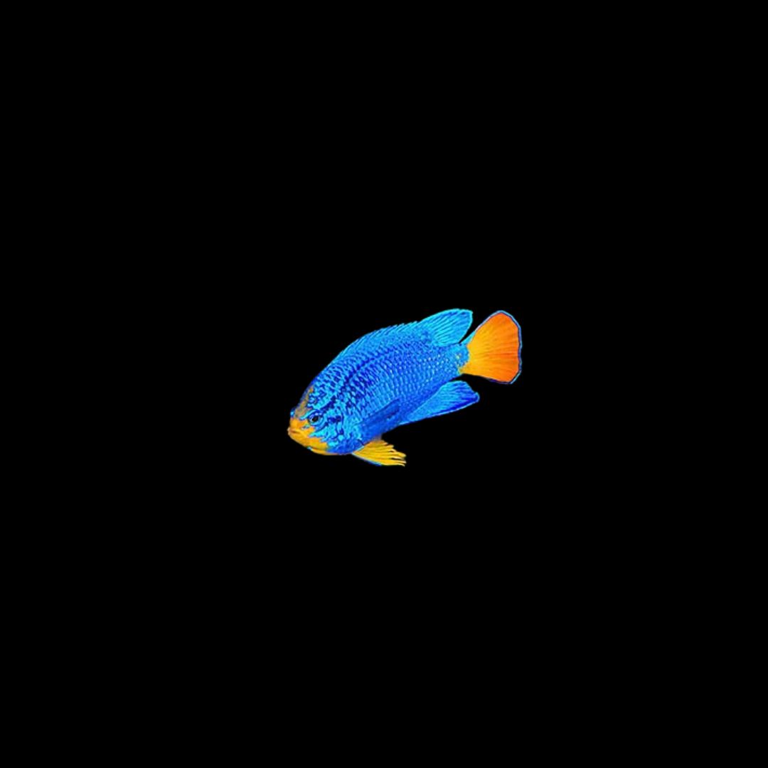 Orangetail Blue Damselfish (Chrysiptera cyanea)