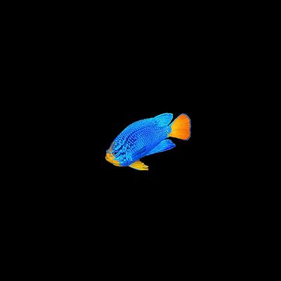Orangetail Blue Damselfish (Chrysiptera cyanea)
