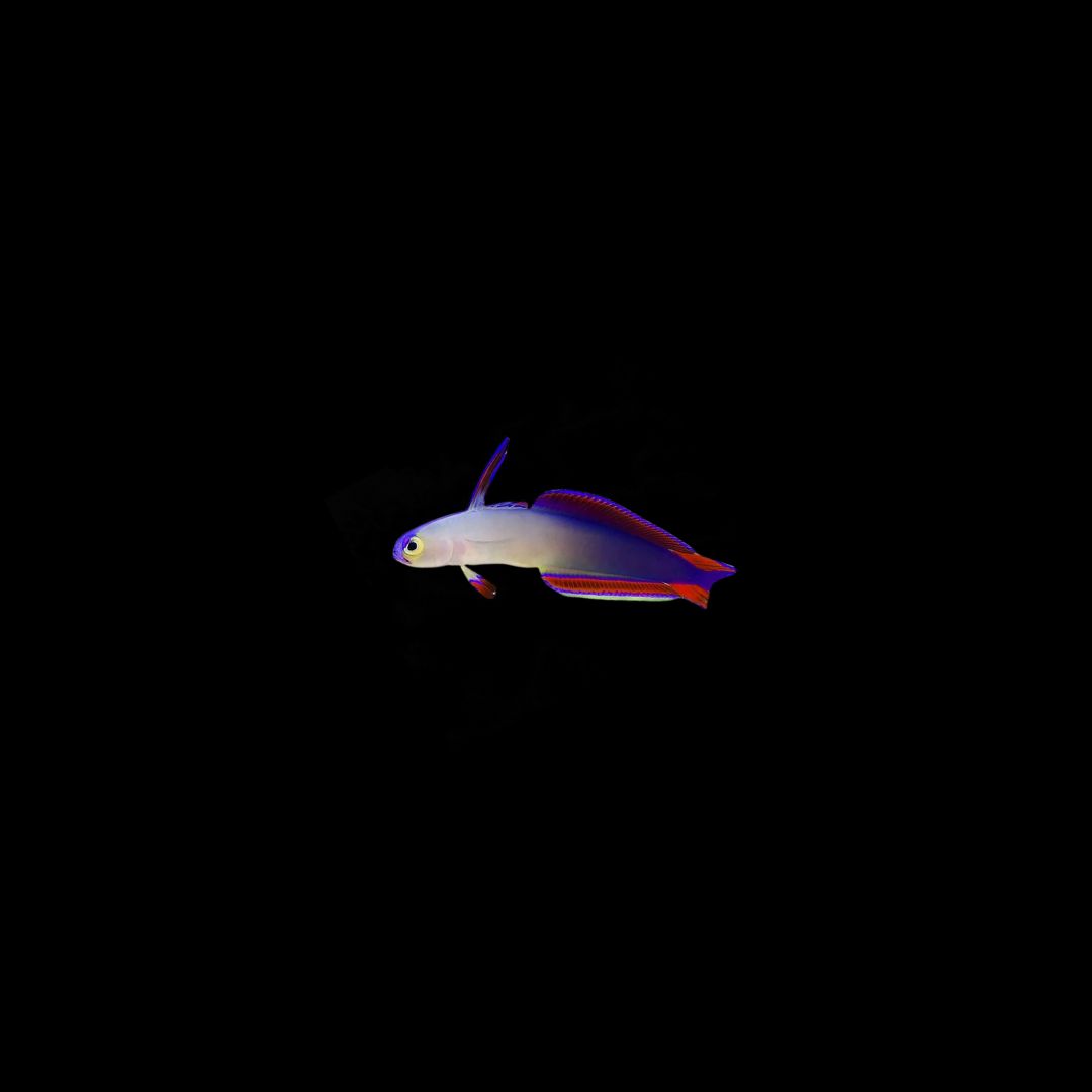 Purple Firefish (Nemateleotris decora)