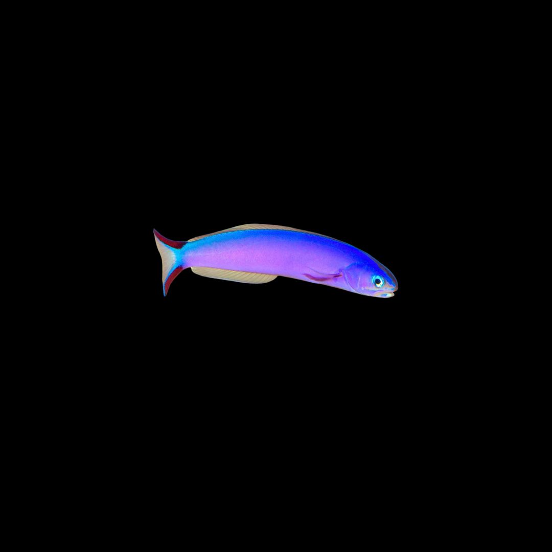 Purple Tilefish (Hoplolatilus purpureus)