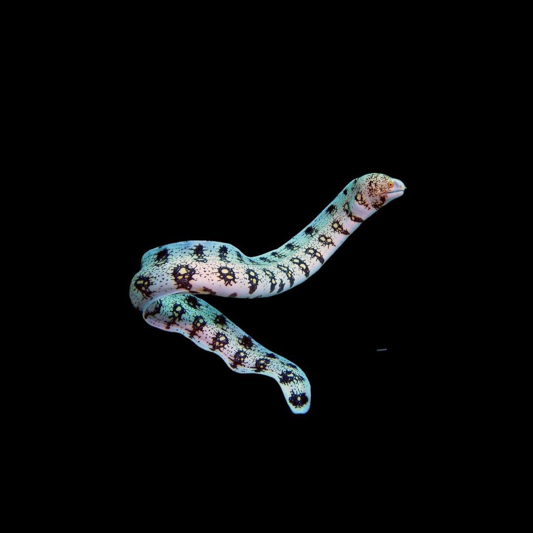 Snowflake Eel (Echidna nebulosa)