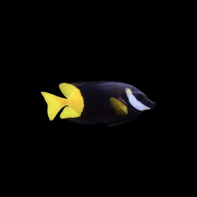 Bicolor Foxface (Siganus uspi)