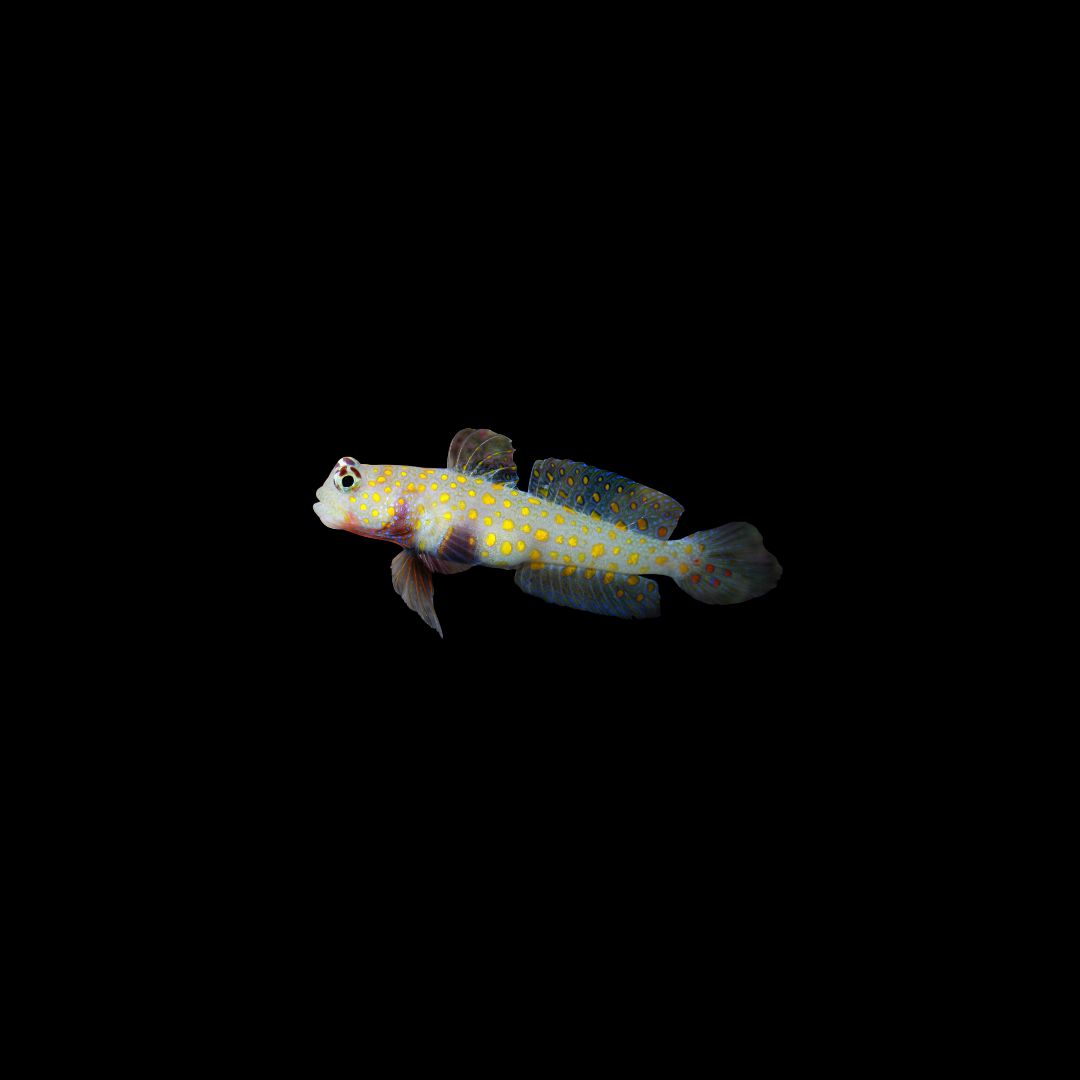 Orange Spotted Goby (Amblyeleotris guttata)