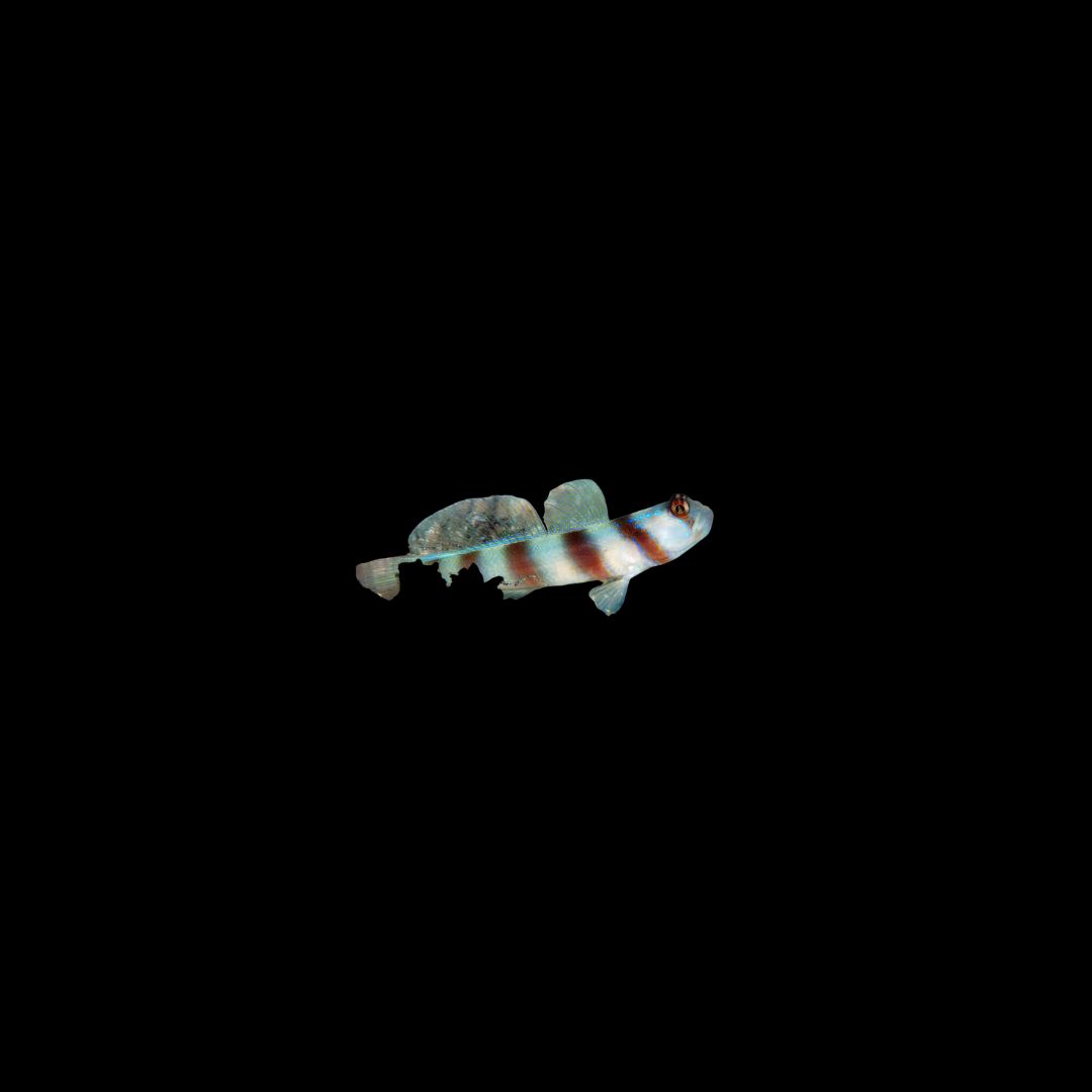 Steinitz Goby (Amblyeleotris steinitzi)