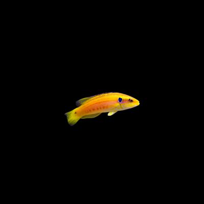 Yellow Candy Hogfish (Bodianus bimaculatus)