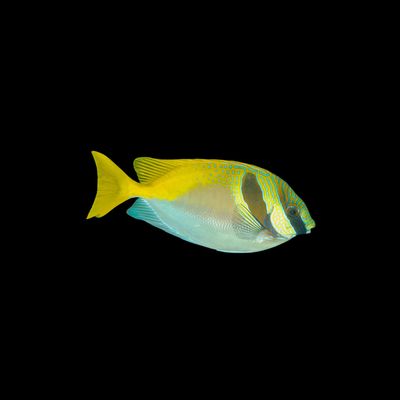 Two Barred Rabbitfish (Siganus virgatus)